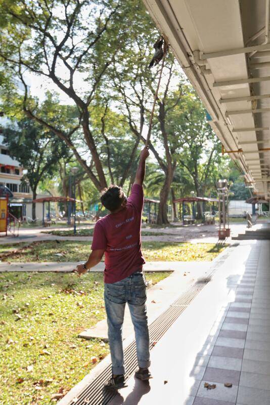 不堪鸽扰 残忍阿伯 放血吊尸