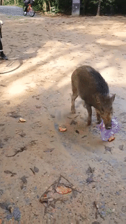 野猪闯祸与民众同罪，去留怎么定？