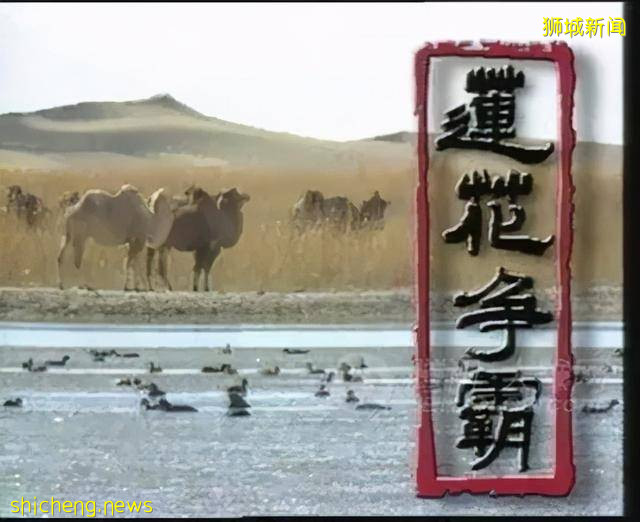 还记得这几部新加坡电视剧吗，八零后的难忘回忆