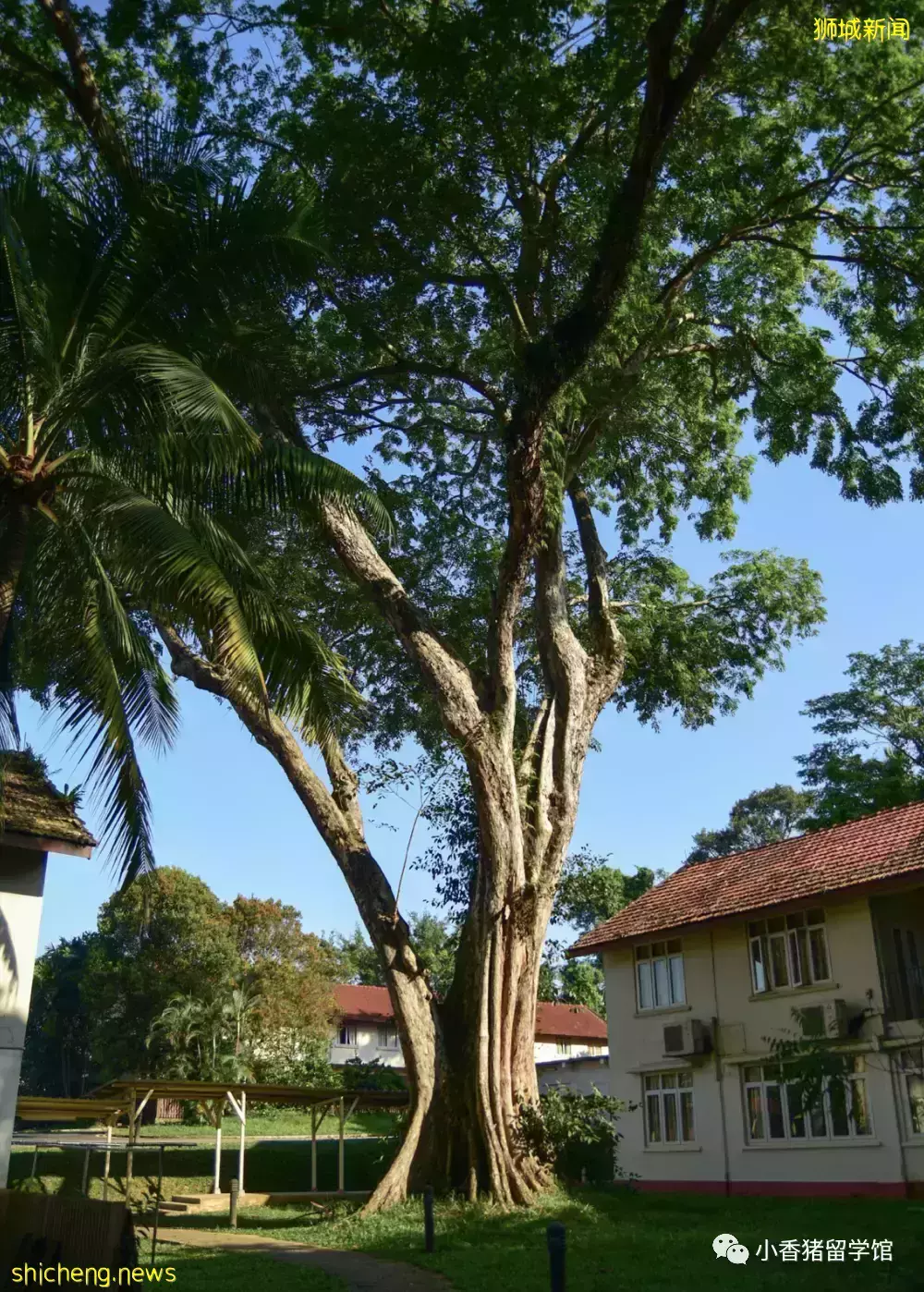 新加坡留學校內住宿：如何get限量版好房