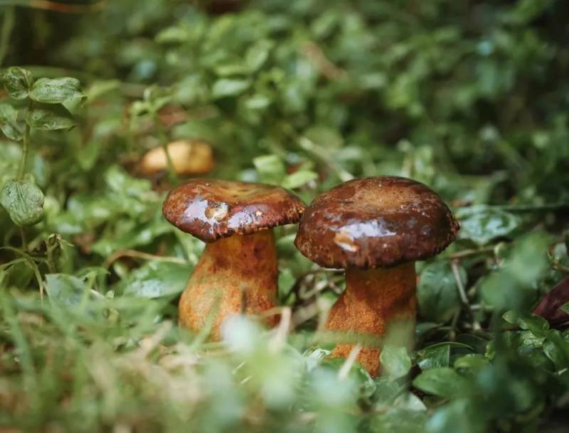 “雲之海，味之道”在獅城品味雲南味道，還原高原料理