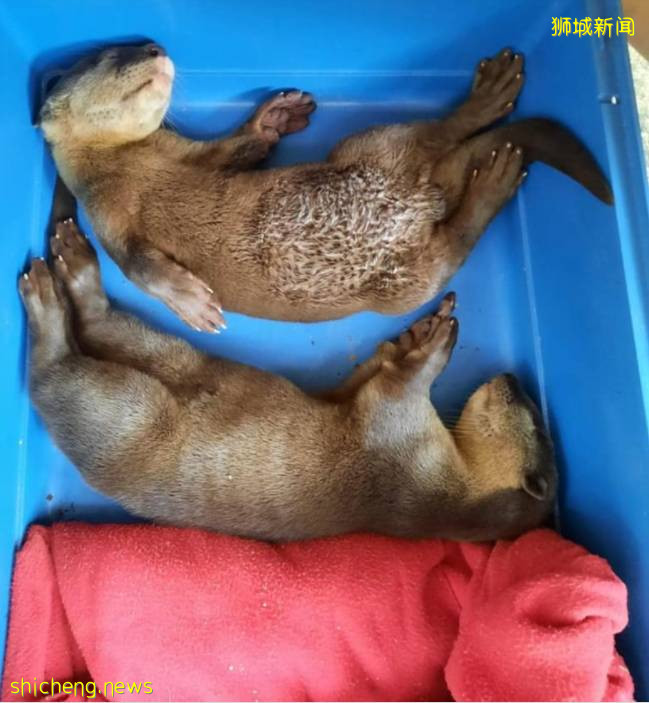 好暖心!新加坡“水獺尋親記”走紅,“這是幫黑勢力內定接班人”