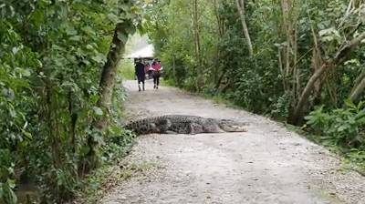 新加坡鳄魚上岸堵路，張開大嘴！海豚犀鳥也都來了