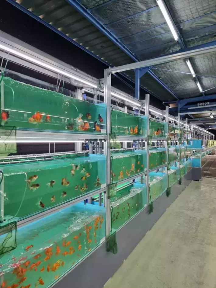 遛娃好去处!捞鱼、鱼疗Spa、参观科普、购买观赏鱼,一站式体验@仟湖渔场