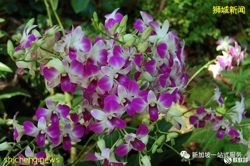 最美麗的自然風光: 新加坡植物園!