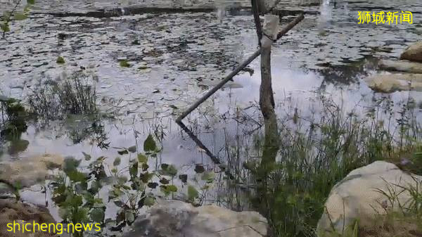 實拍!濱海灣花園新景點+聖淘沙首個“天空喜立”開放