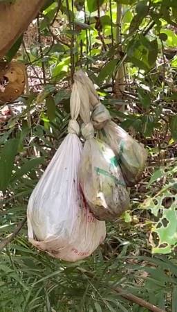 疑遭人虐杀 树林惊见多具狗尸