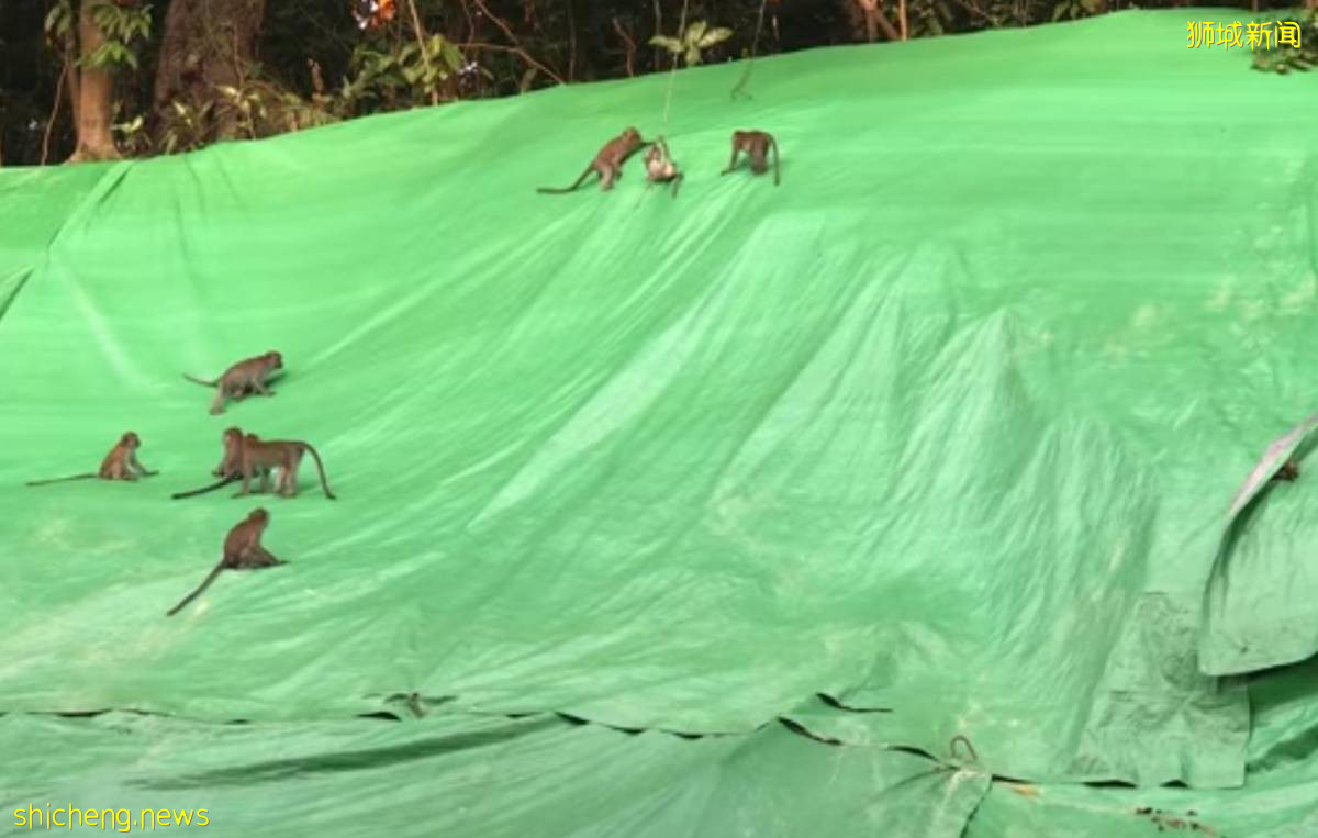 猴群滑坡上玩“溜滑梯” 网民:看起来好好玩