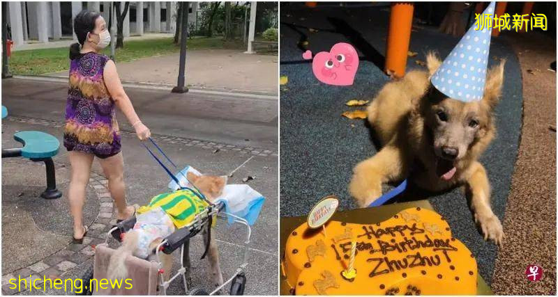 真情！老狗眼瞎走不动，主人17年不离弃