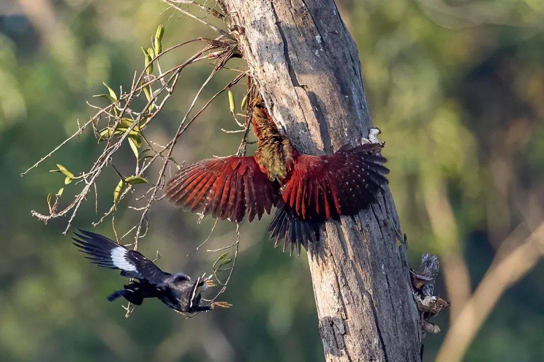 实拍新加坡八哥大战啄木鸟!过程太刺激