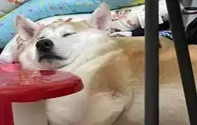 【苟活】我是新加坡第一個因爲大姨媽失血過多而進急診的衰狗嗎