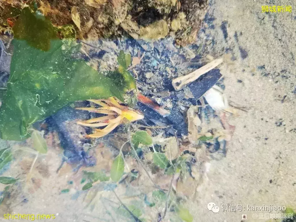 去樟宜海滩赶海吧,那里有最美的日出和从未见过的海洋生物