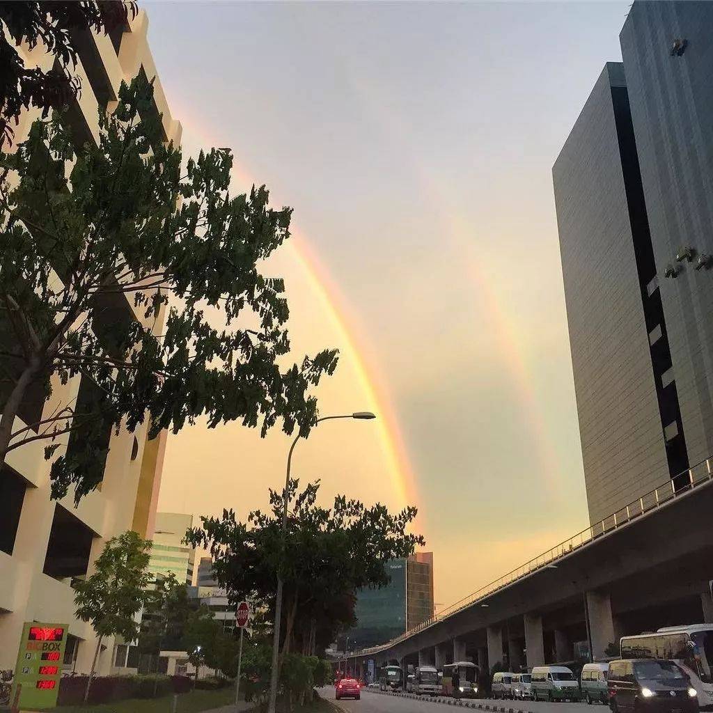 罕見!新加坡聖淘沙這條河變成了粉色,驚現大批死魚!39年創記錄暴雨太作了