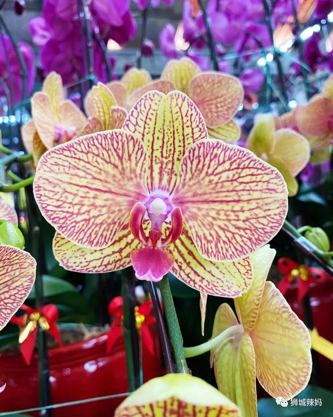 新加坡最大最好逛的花市,1000+花卉,新年必入好运连连