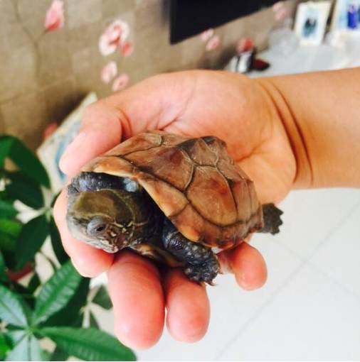 新加坡骑士冒险帮助小乌龟过马路，网友大赞：好暖