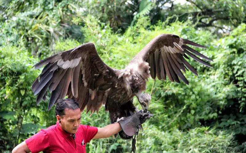 免費送票!帶倆娃嗨翻亞洲最大飛禽園,400多種5000多只鳥,一路驚喜不斷