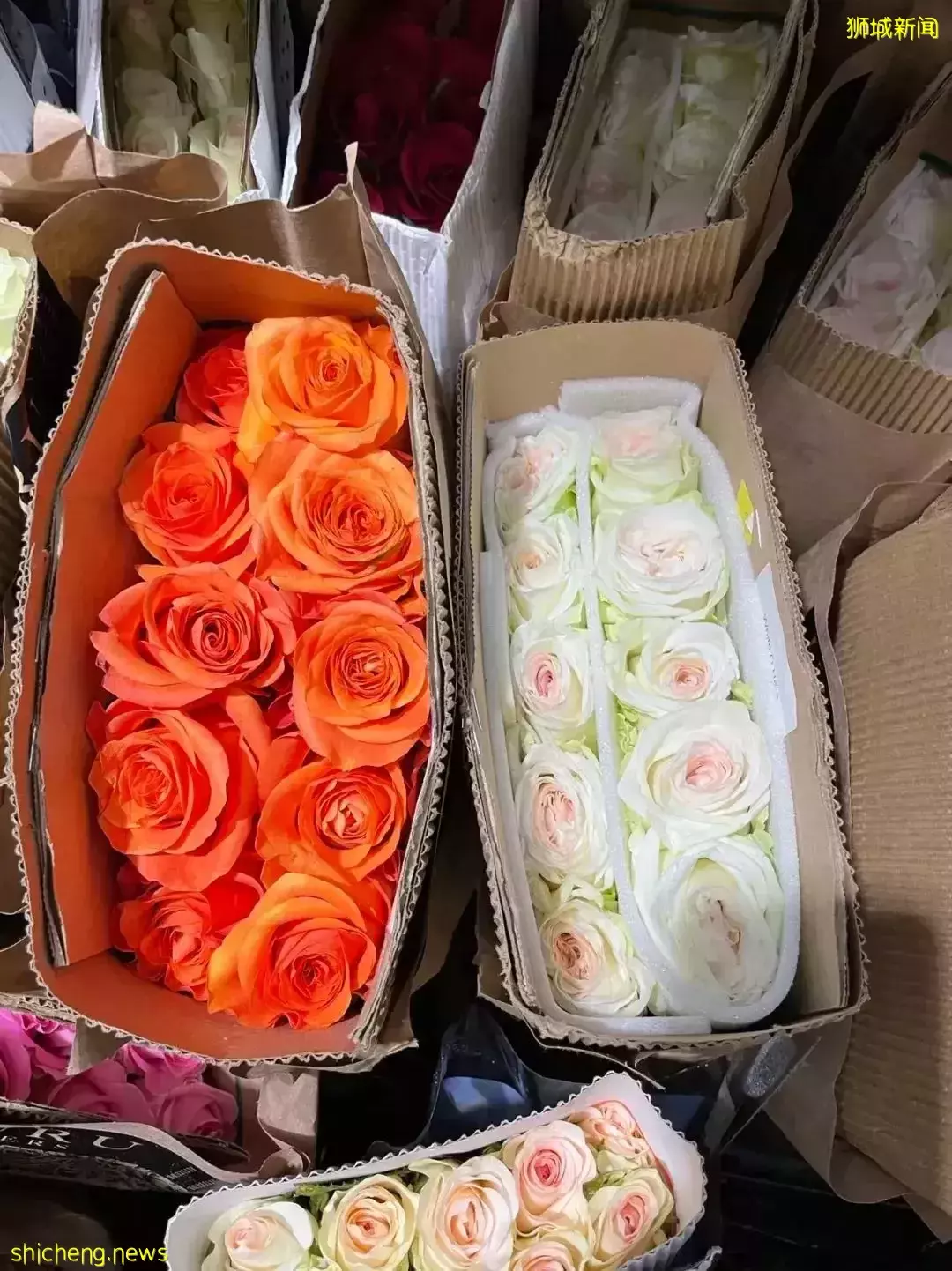 鮮花在熱帶也能養1個月？資深花友新加坡買花、養護大揭秘