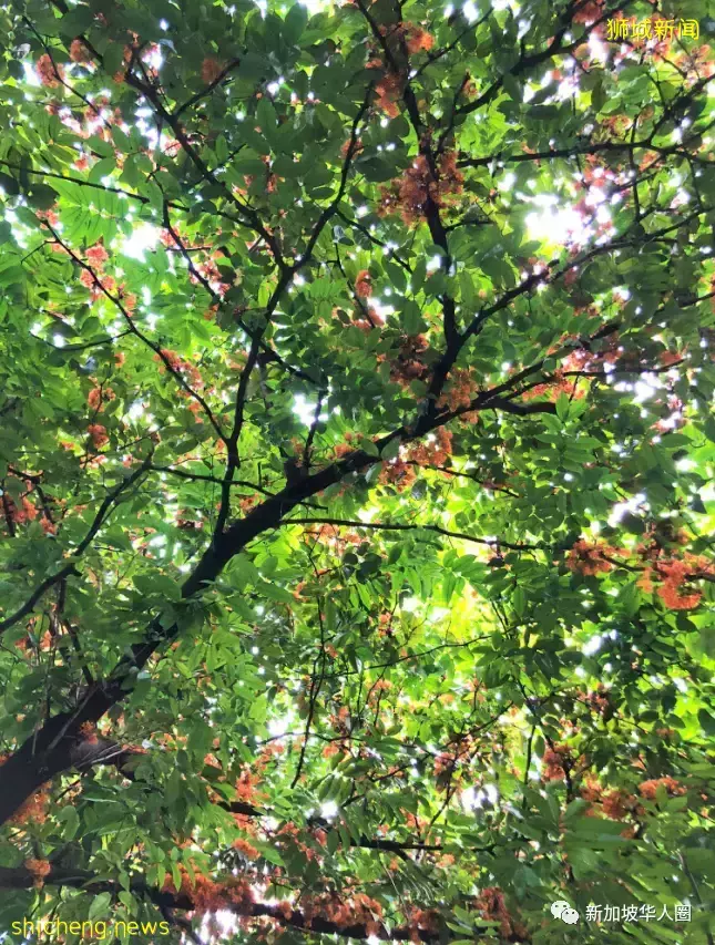 賞花季到啦！全島各地重現“新加坡櫻花”景象！還去日本賞什麽櫻花