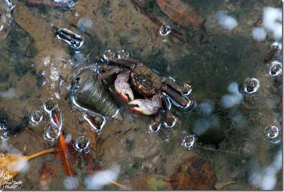 新加坡最好玩的海灘公園!趕海、騎馬、劃艇、樹籬迷宮、燒烤露營,超適合家庭出遊