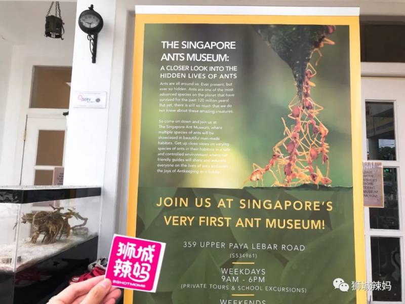 亞洲第一的螞蟻博物館居然在新加坡