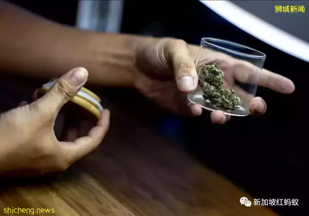 泰國推廣大麻用途　新加坡人可看不可試，以免樂極生悲