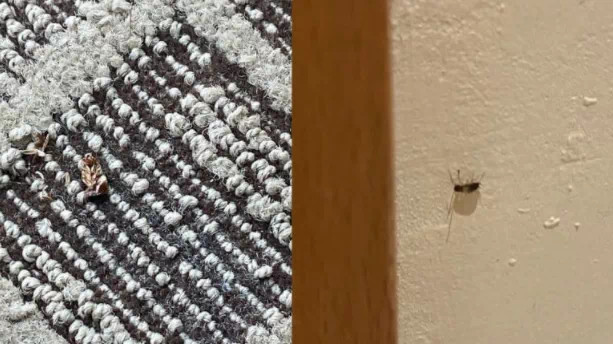 新加坡首起網店逃稅案 破産老板判罰萬余元！韓國女郎入住五星級酒店履行居家通知遭遇蟑螂煩惱