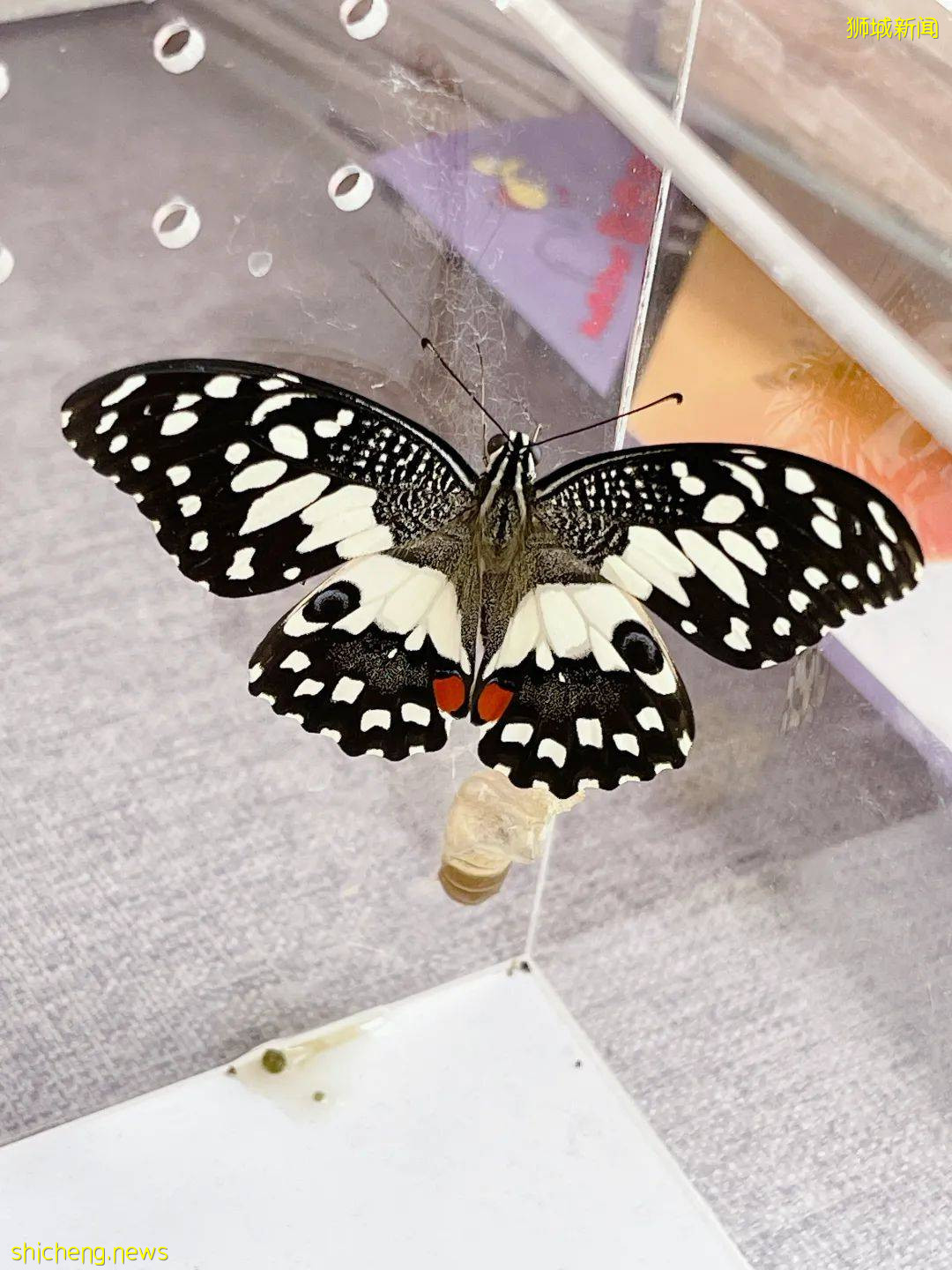 別人家養貓養狗當寵物,我兒子卻喜歡在新加坡養毛毛蟲