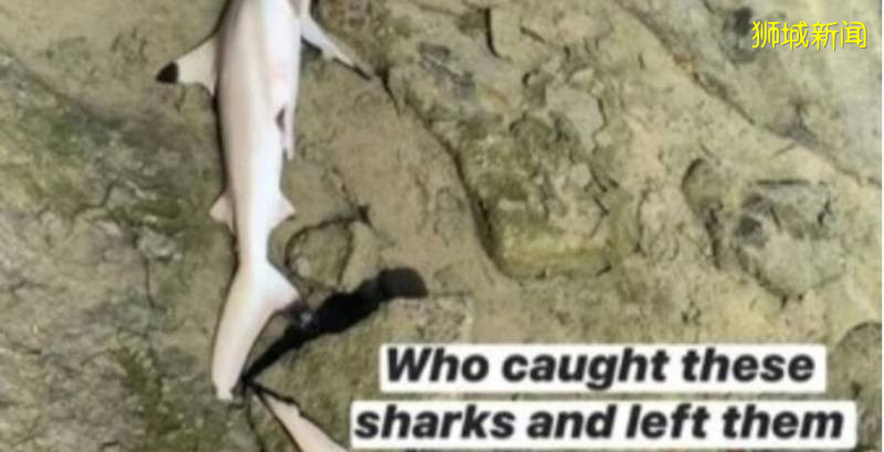 网友曝新加坡海岸发现鲨鱼宝宝尸体，目前尚未证实