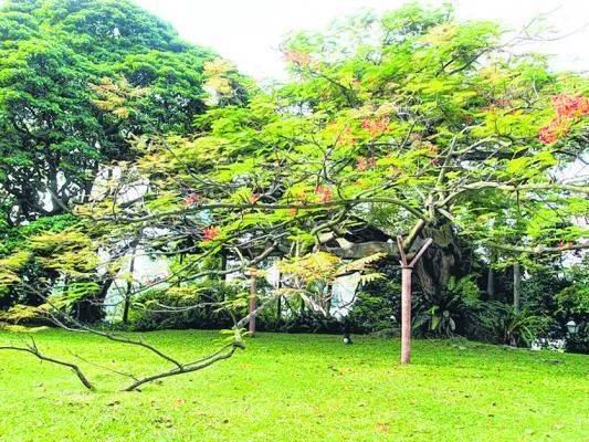 新加坡是花園城市，但你可知道承載最多集體回憶的“五棵樹下”在哪裏