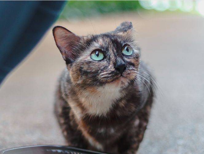 小坡島留學 NUS 校園撸貓攻略