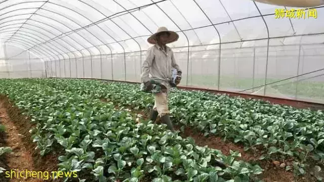 新加坡菜价飙涨30%!马来西亚多日爆发洪水,蔬菜海鲜运不过来