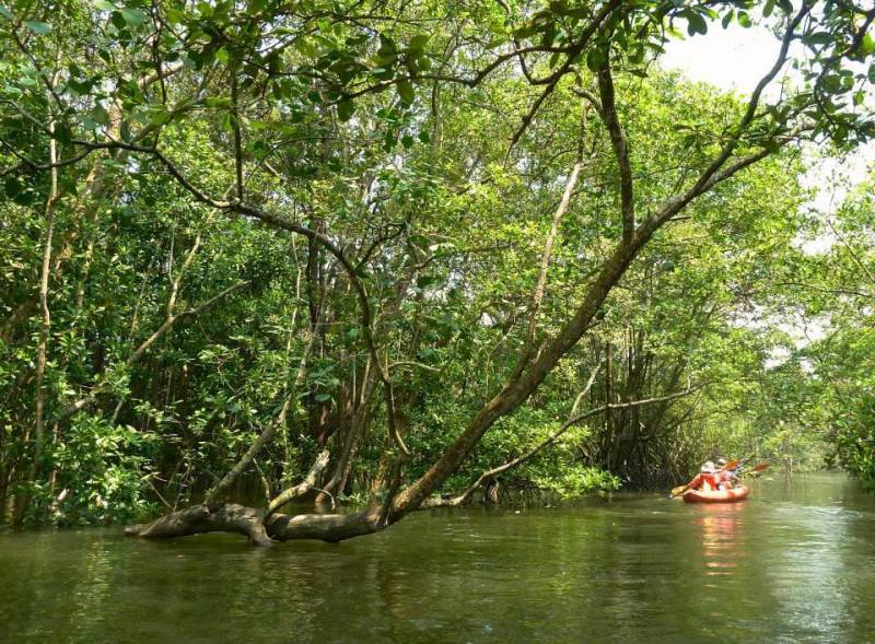 親近大自然，好玩又免費！盤點新加坡9處沼澤紅樹林 · 珍稀野生鳥類 + 特有品種植物 + 漫步木質走道 · 簡直就是大自然愛好者必打卡的聖地