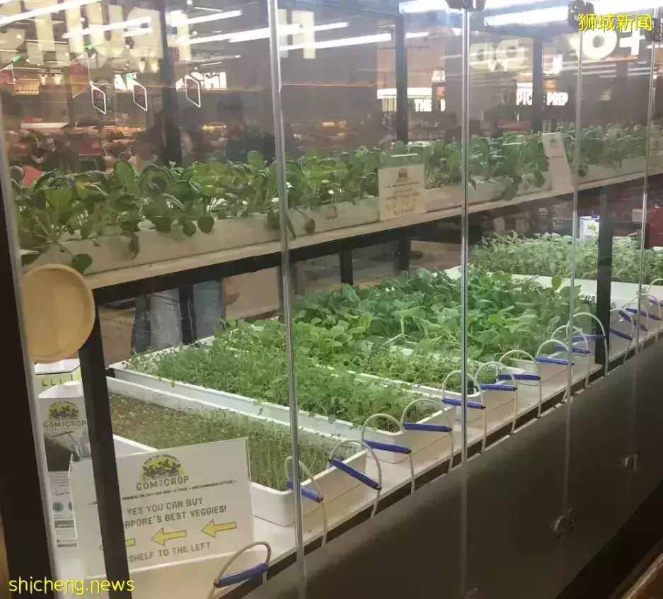 几十张图带你了解别样的新加坡