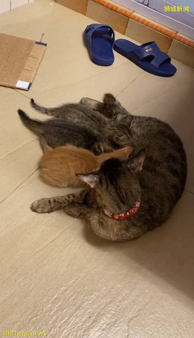 “我最亲爱的四喜走了,带走了我在新加坡16年的青春和回忆...”