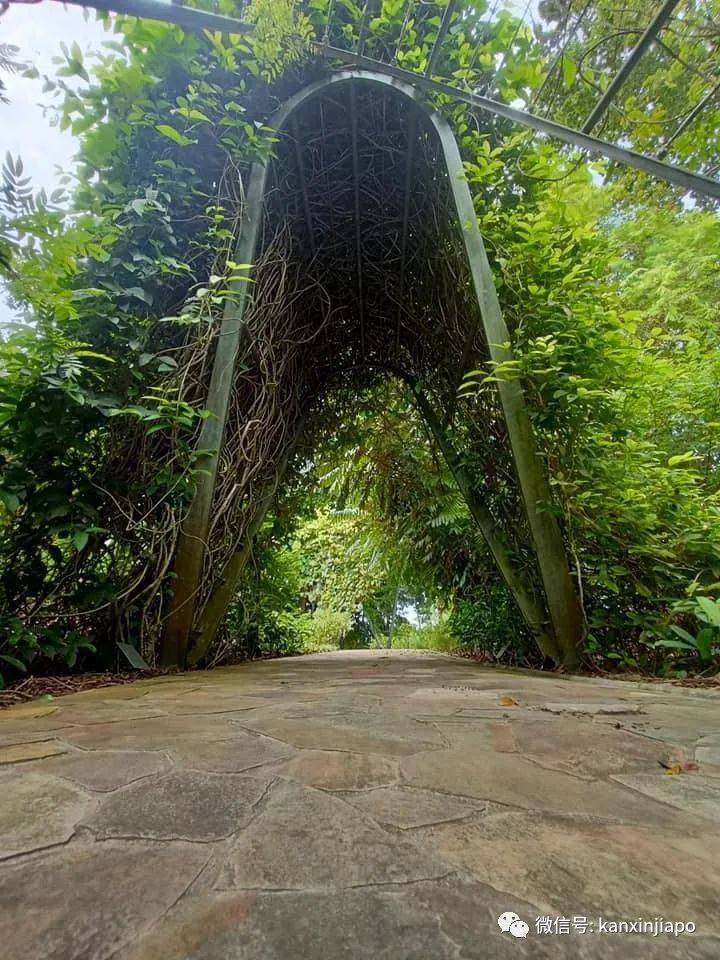 实拍新加坡植物园,居然变成了爱丽丝仙境