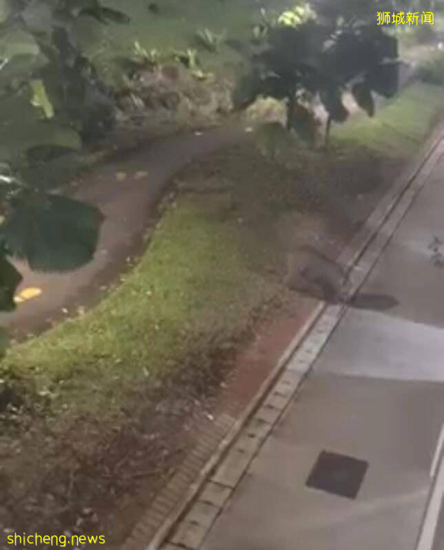 居民窗口丢食物 引大野猪夜夜来