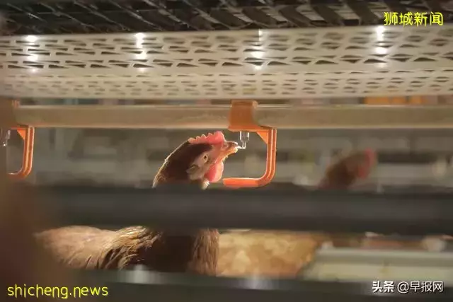 新加坡豪华养鸡场长啥样