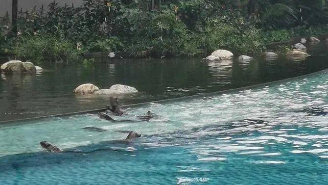 闯入公寓泳池、吃光鱼塘锦鲤!这群玩意在新加坡太嚣张了