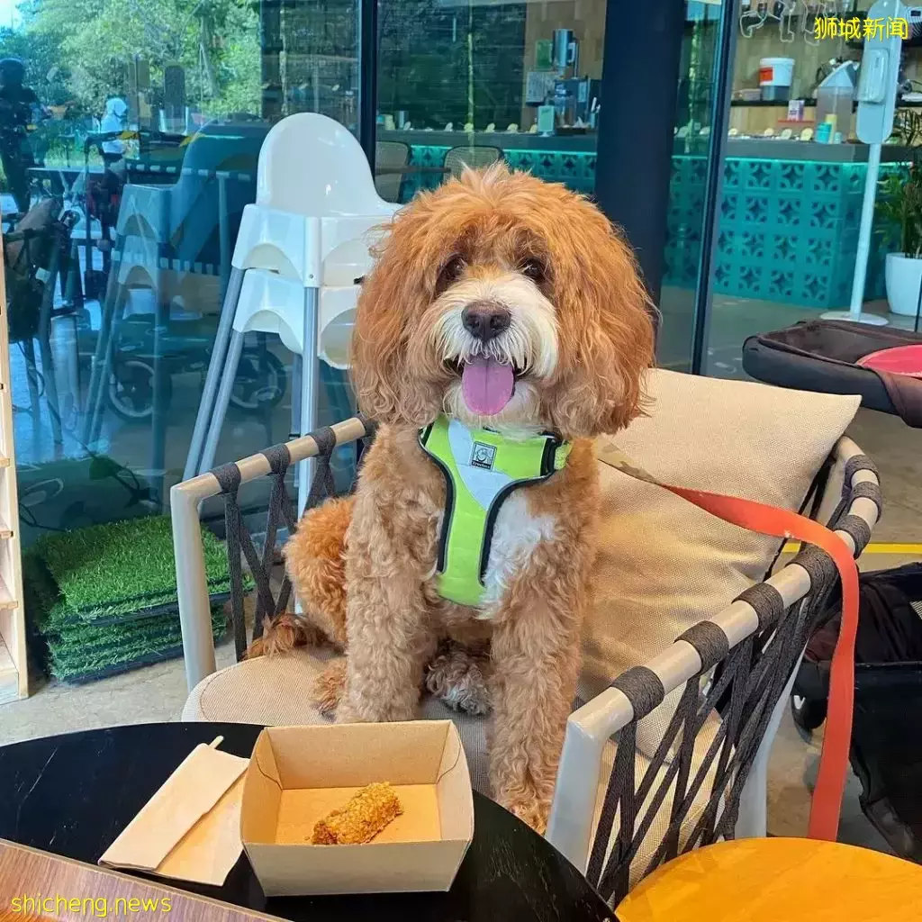 吃喝撸狗兩不誤!新加坡15家寵物友好咖啡廳 · 快上小可愛一起去體驗吧