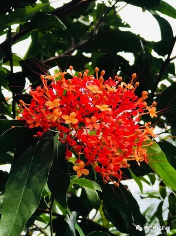 北半球9月刚入秋,新加坡却迎来“第二春”