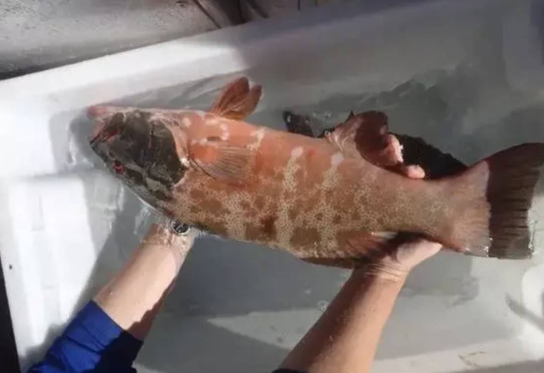 日本今天正式决定排核废水入海!将大规模导致海鲜变异、人癌变!新加坡和中国网友怒了