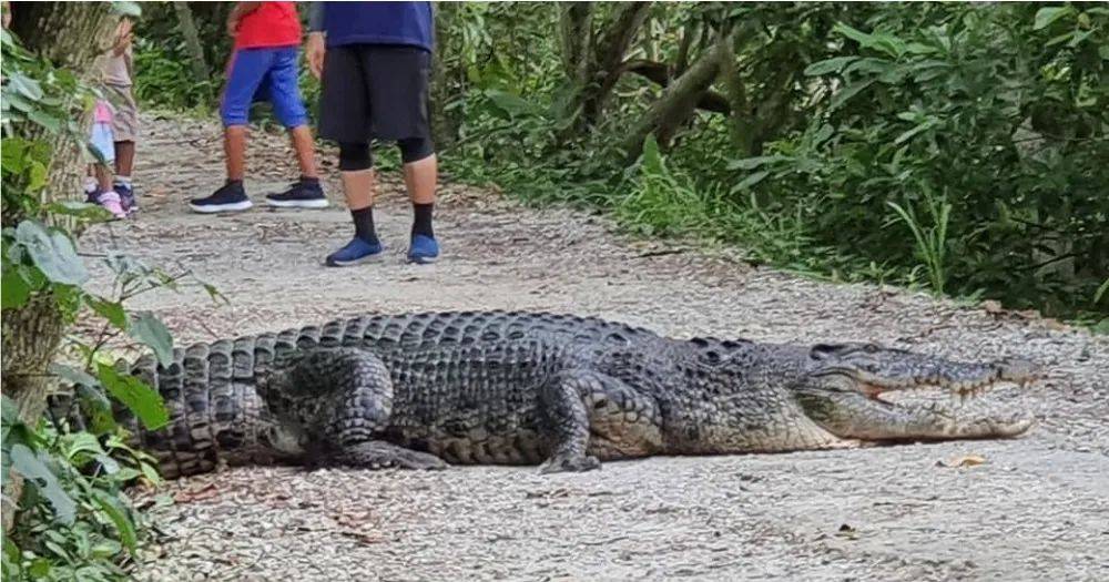 新加坡频现巨蟒和鳄鱼!“我看到蛇在路中间抱团......”