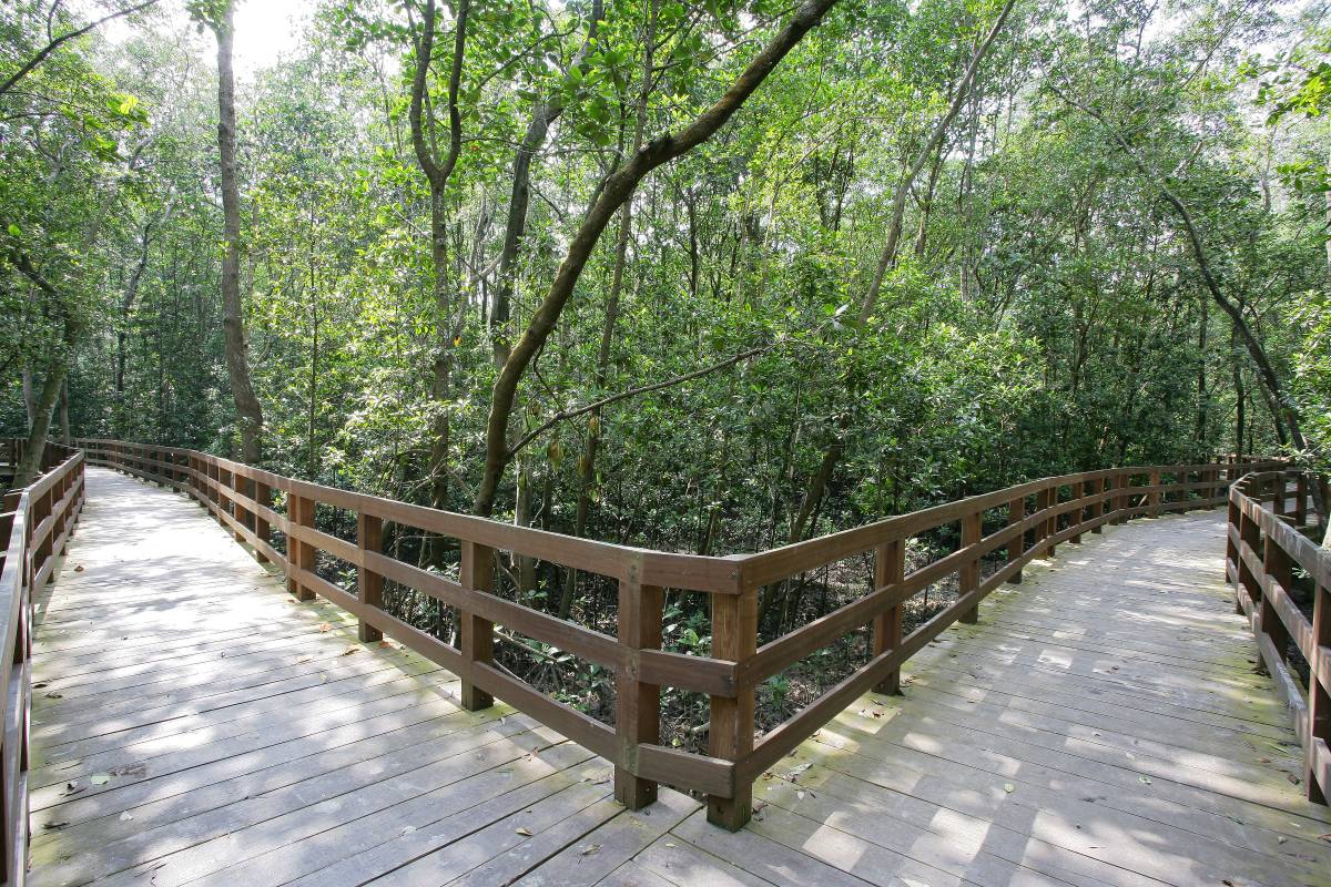 惬意悠閑“木板路”合集！新加坡11大自然景區⭐️ 林間漫步攻略+絕美海濱棧道