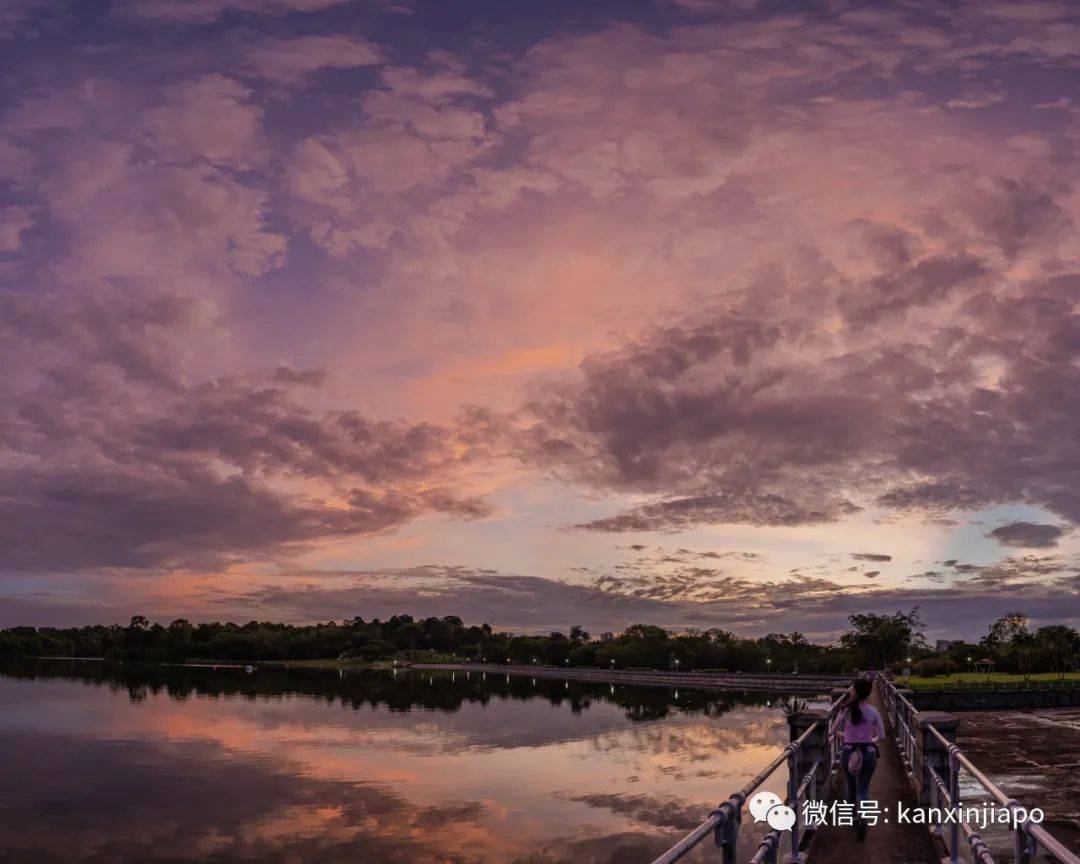 新加坡清晨出現粉紫色“神仙”天空!大波美圖驚豔全島