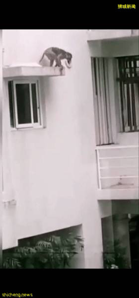 解封後，新加坡有“一對情侶”在馬路上沒戴口罩，公然擁抱!