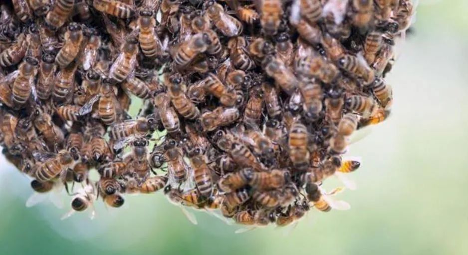 榜鹅200蜜蜂聚集晾衣杆 市镇会派人除蜂