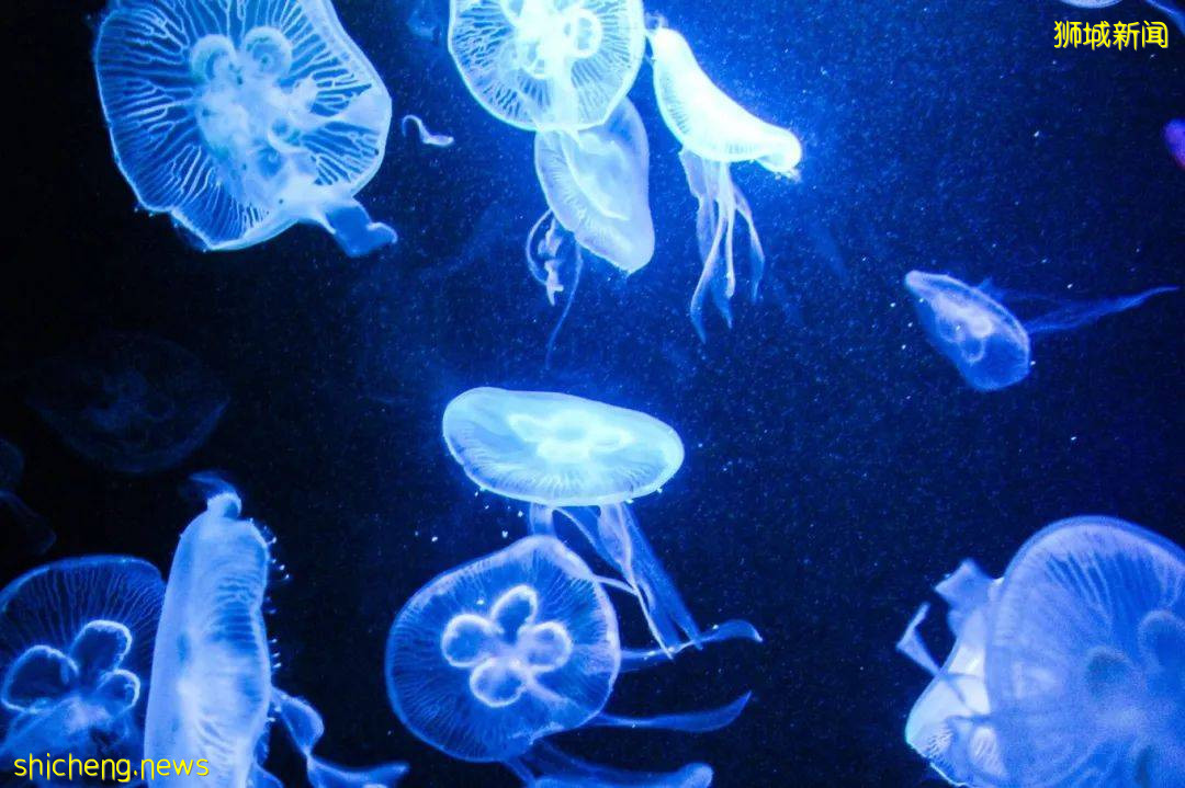 魅力獅城，不容錯過的十大獨特體驗