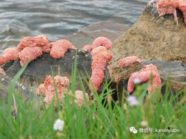新加坡水库岸边布满密密麻麻无数粉红蛋!貌似外星物种入侵