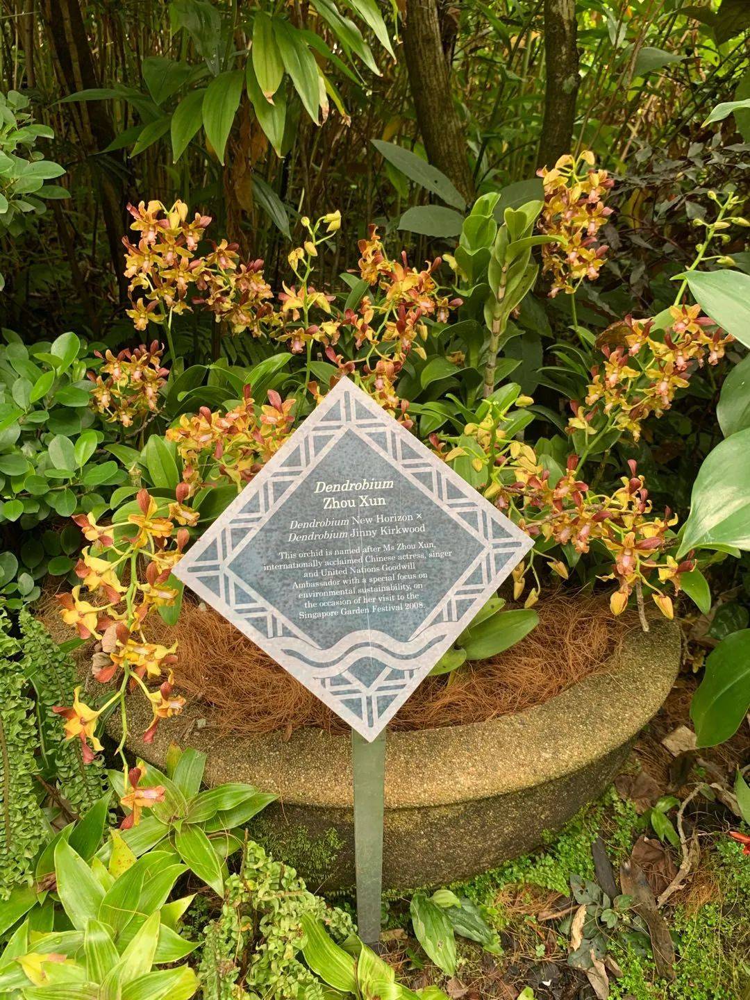 行走獅城——植物園