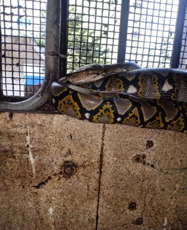 咖啡店素食摊出现蟒蛇